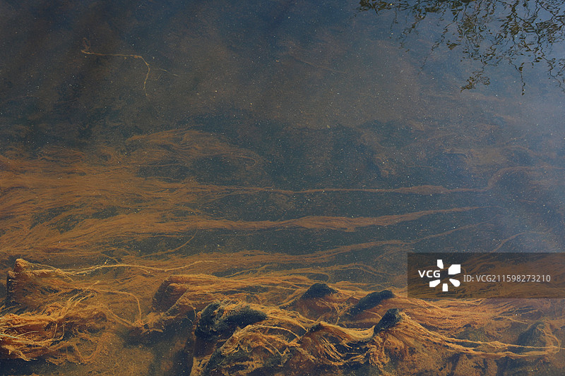 黑河五大连池“温泊”水中沉水草本植物图片素材