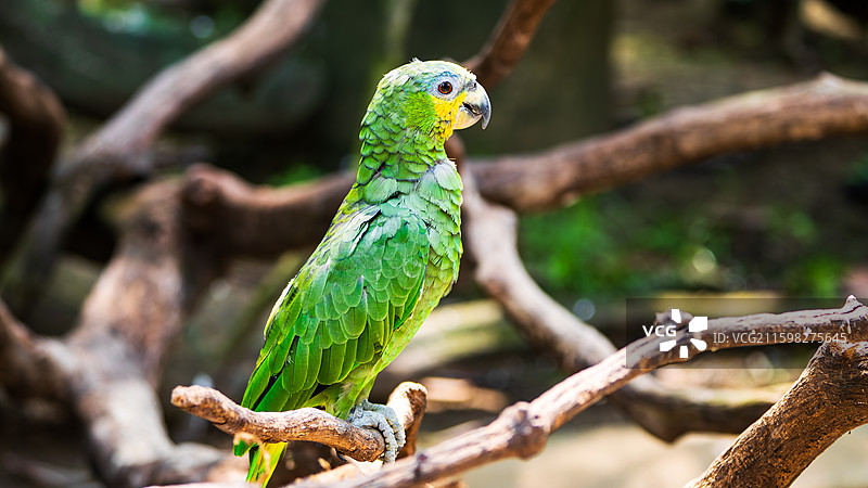 黄颈亚马逊鹦鹉图片素材
