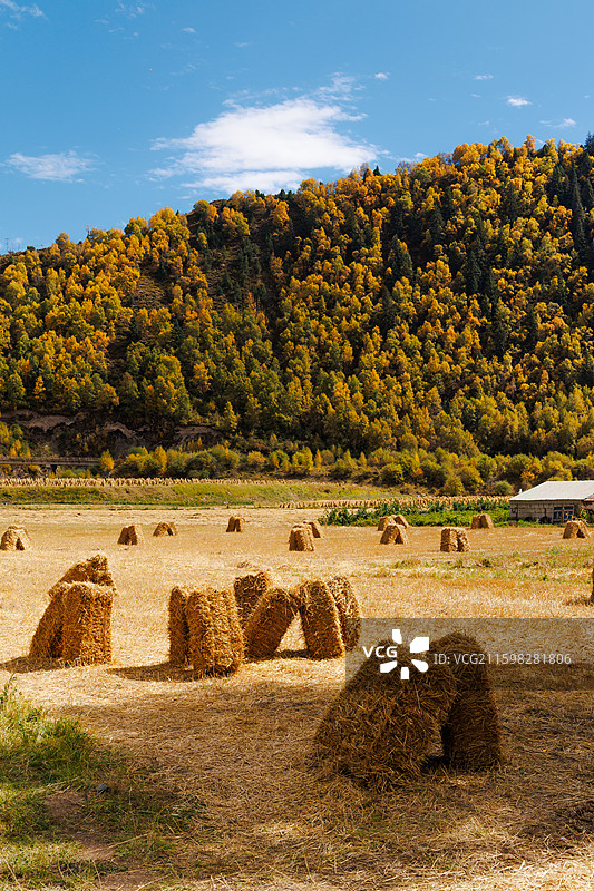 青海仙米国家森林公园图片素材