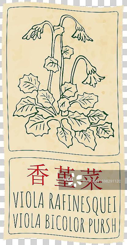 手绘的维奥拉·拉菲内斯基插画图片素材