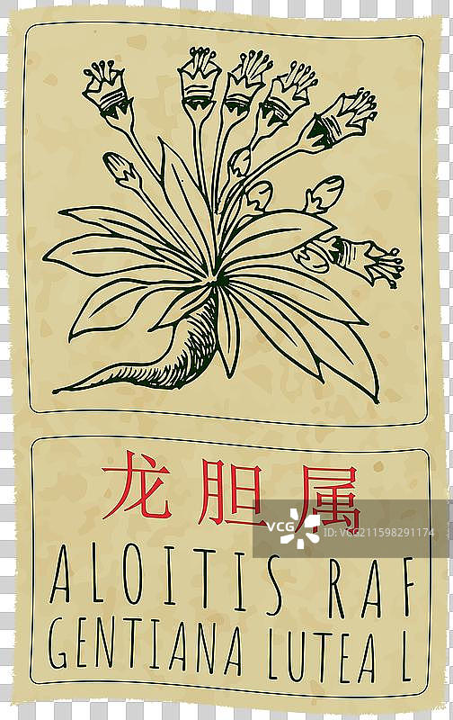 手绘的阿洛伊斯·拉夫的画图片素材