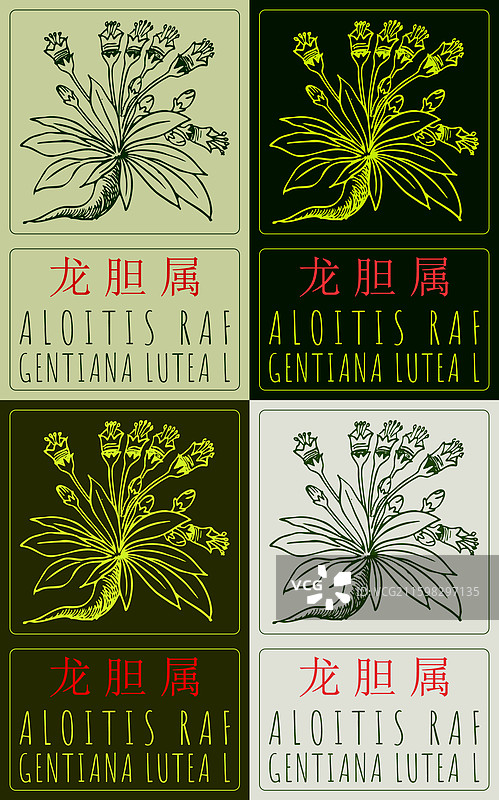 各种草图中的芦荟图片素材