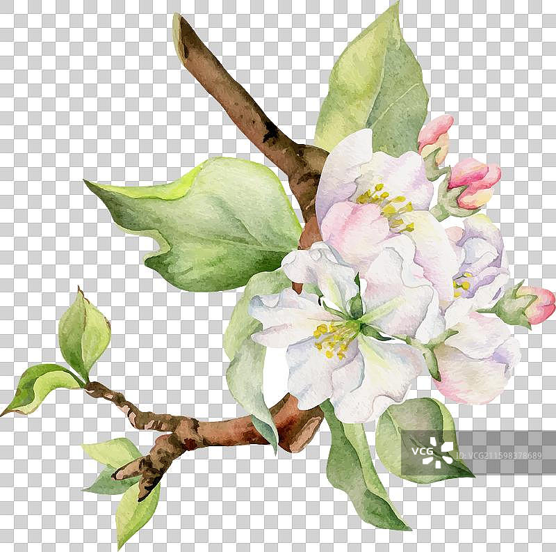 手绘水彩苹果花枝图片素材