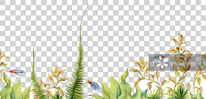 手绘水彩水族馆鱼类、藻类和图片素材