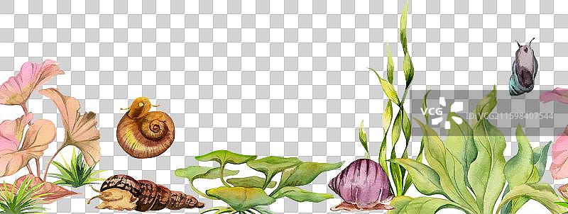 手绘水彩水族馆蜗牛和藻类图片素材