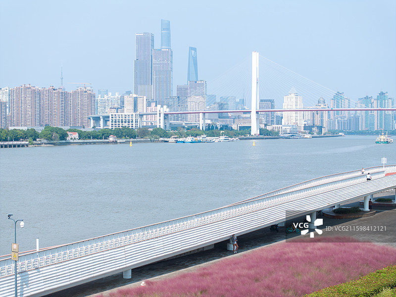 上海黄浦江边白莲泾粉黛草陆家嘴图片素材