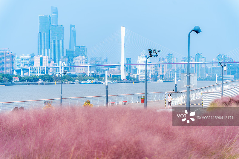 上海黄浦江边白莲泾粉黛草陆家嘴图片素材