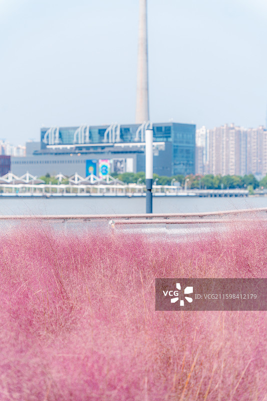上海黄浦江边白莲泾粉黛草陆家嘴图片素材