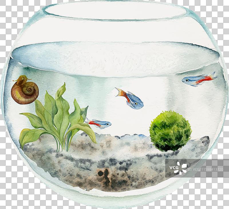 手绘水彩鱼缸里的鱼、藻类和沼泽图片素材