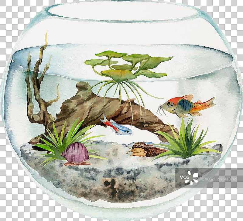 手绘水彩水族馆鱼类藻类沼泽图片素材