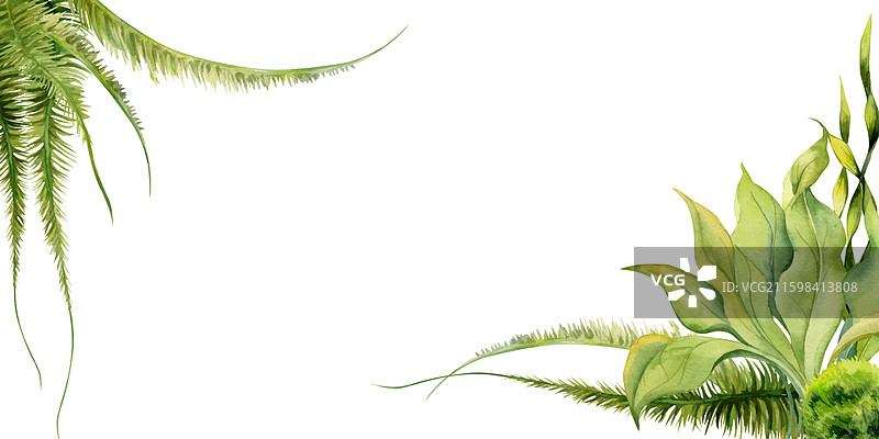 手绘水彩水族馆中的藻类植物图片素材