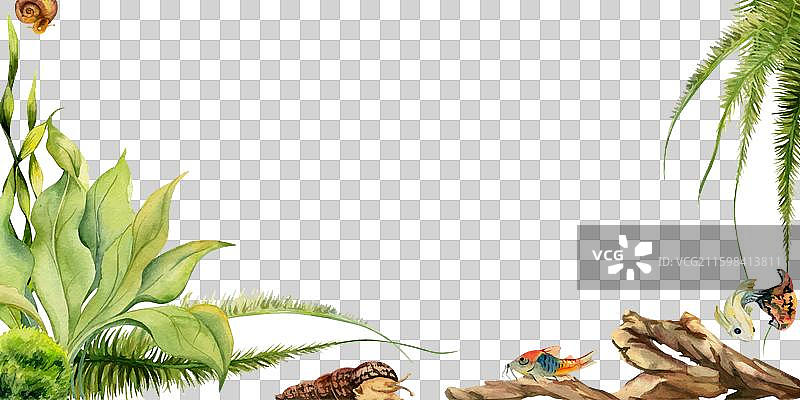 手绘水彩水族馆鱼类、藻类和图片素材