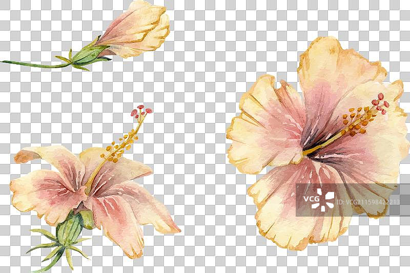 手绘水彩异国情调粉色元素图片素材