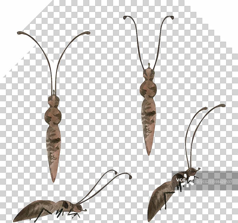 手绘水彩蝴蝶、昆虫、黄蜂、蚂蚁图片素材