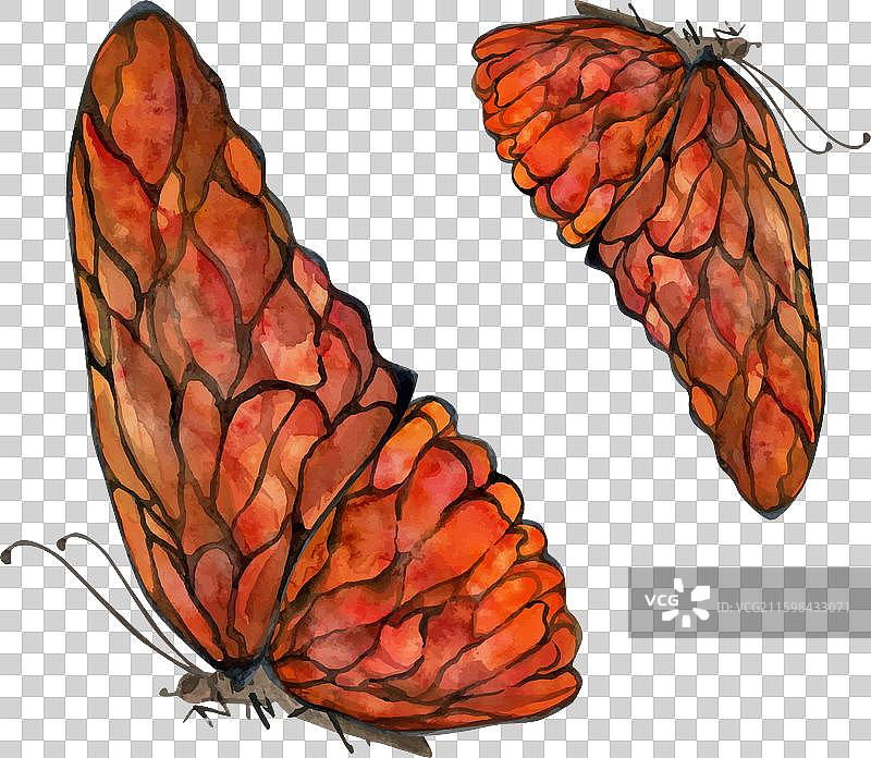 手绘水彩蝴蝶仙子翅膀宝石图片素材