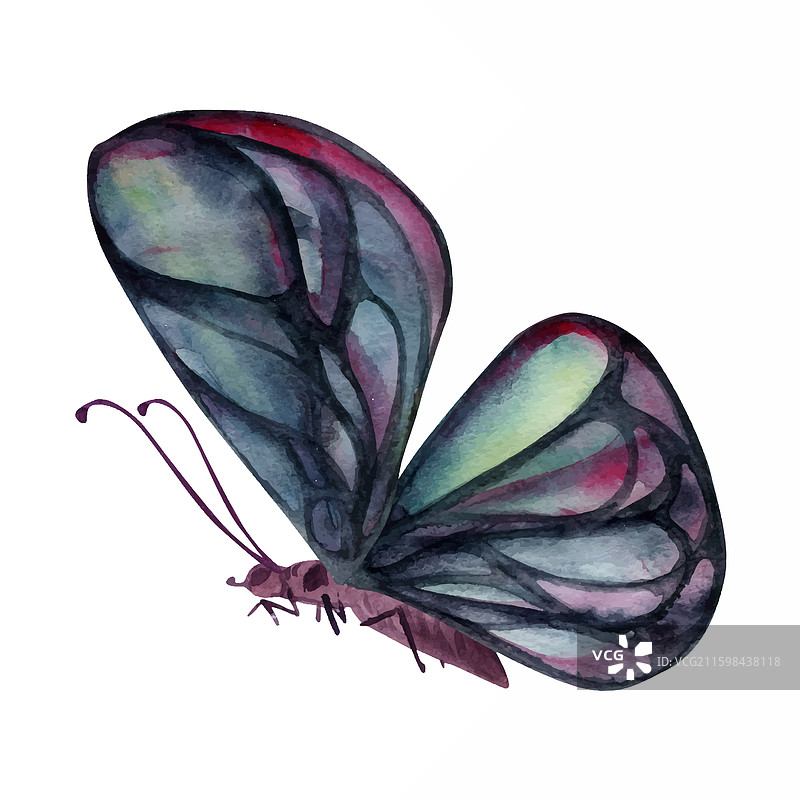 手绘水彩蝴蝶翅膀宝石图片素材