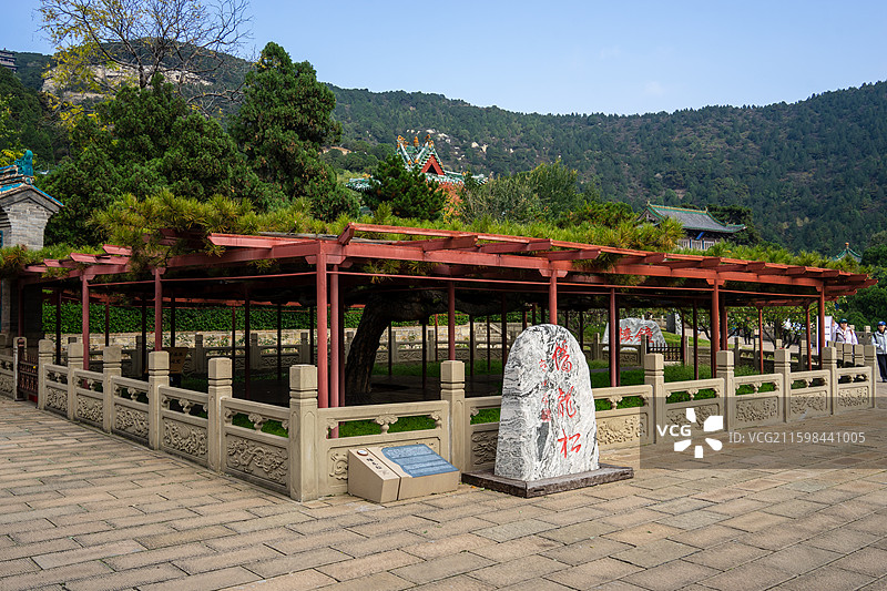 太原天龙山蟠龙松图片素材