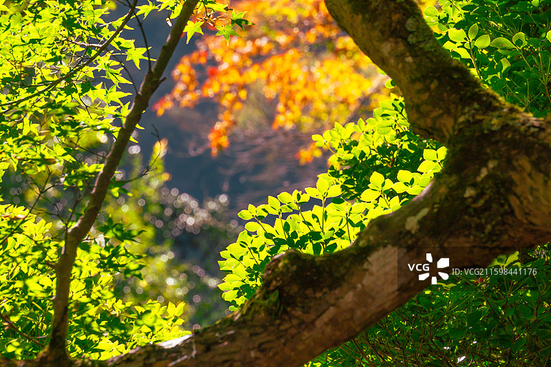 日本京都岚山天龙寺秋天风景图片素材