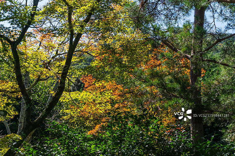 日本京都岚山天龙寺秋天风景图片素材