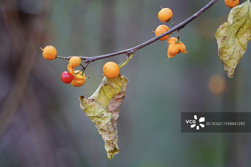 北京市怀柔区喇叭沟门百丈崖景区秋天悬崖树林黄叶南蛇藤果实图片素材