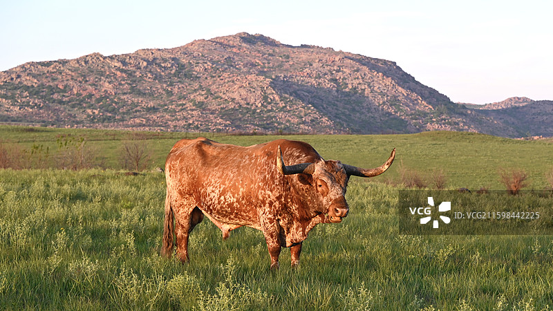 威奇托山自然保护区-得克萨斯长角牛图片素材