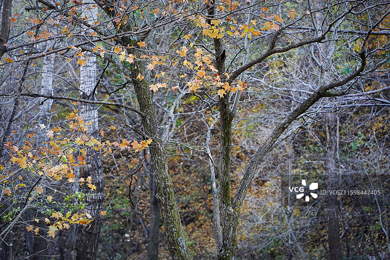 北京市怀柔区喇叭沟门百丈崖景区秋天悬崖白桦树林鸡爪槭黄叶图片素材