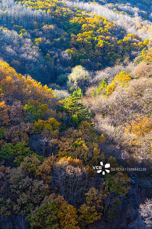北京市怀柔区喇叭沟门百丈崖景区秋天悬崖树林黄叶图片素材
