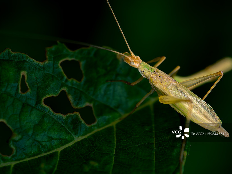 螽斯图片素材