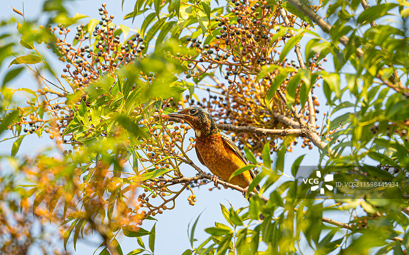 白喉矶鸫图片素材