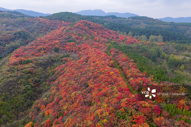 航拍济南七星台红叶图片素材