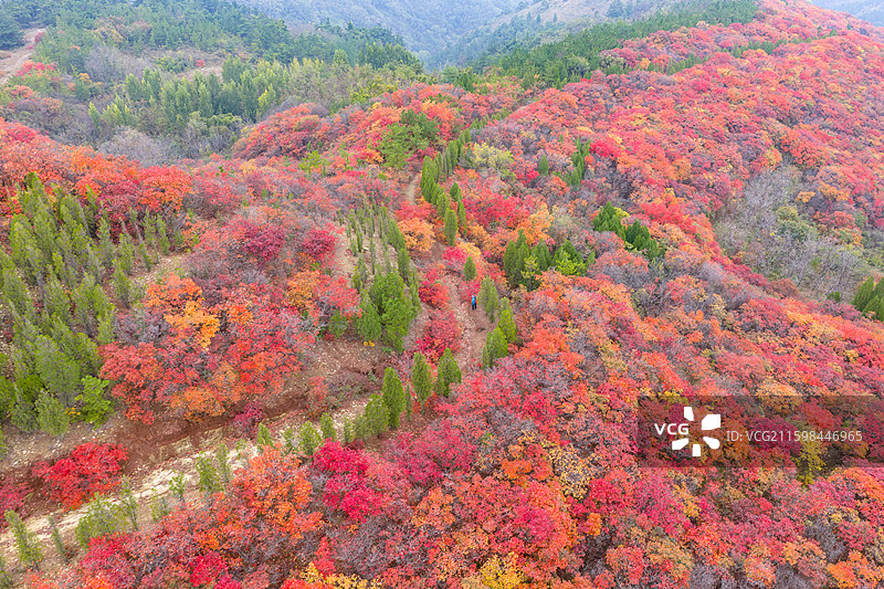 航拍济南七星台红叶图片素材