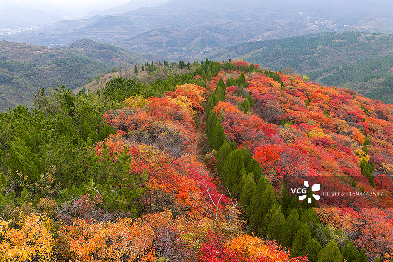 航拍济南七星台红叶图片素材