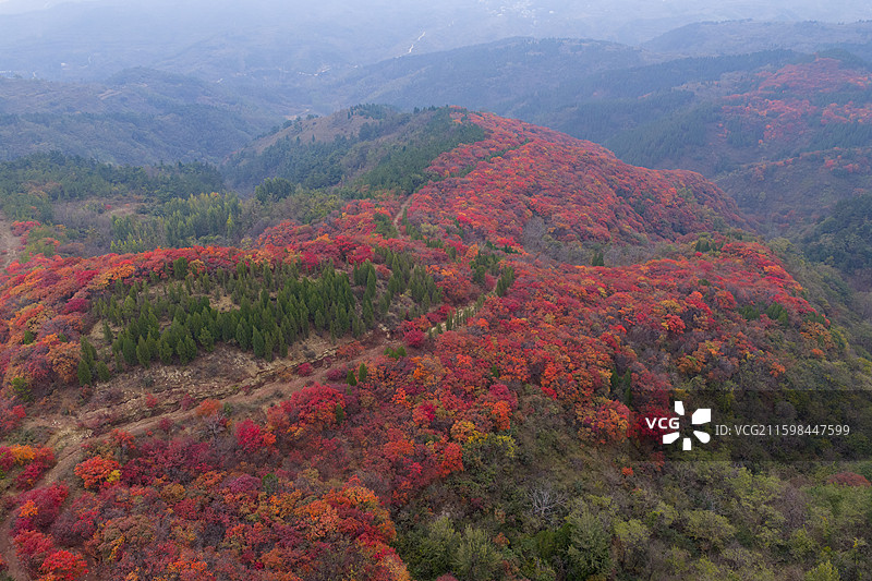 航拍济南七星台红叶图片素材