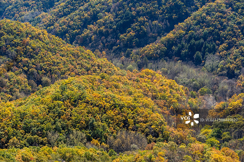北京市怀柔区喇叭沟门百丈崖景区秋天悬崖树林黄叶图片素材