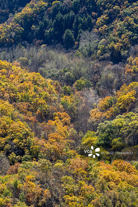 北京市怀柔区喇叭沟门百丈崖景区秋天悬崖树林黄叶图片素材