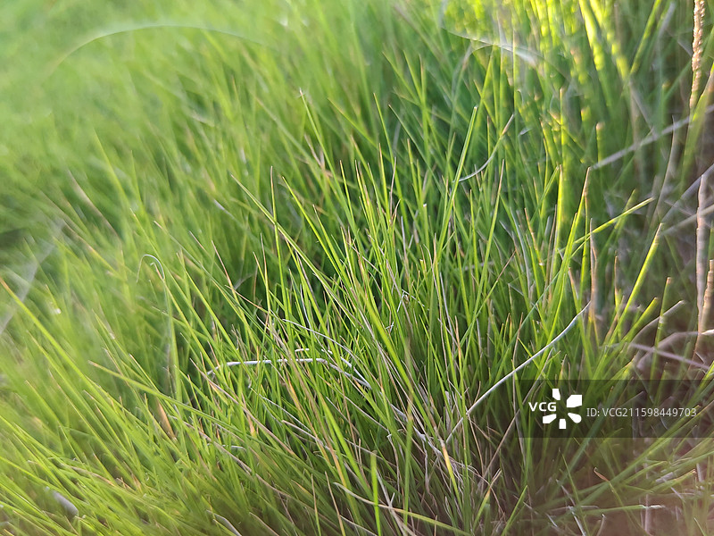 秋天狗尾巴草和 喇叭花图片素材