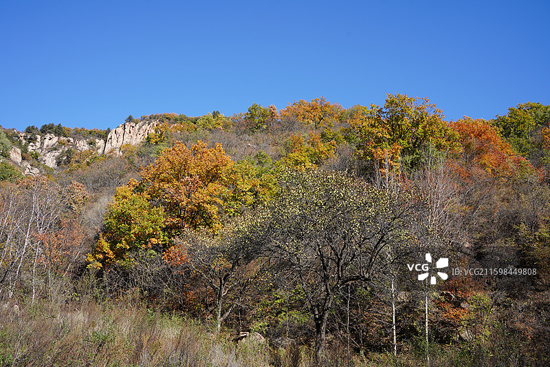 北京市怀柔区喇叭沟门百丈崖景区秋天蓝天悬崖树林黄叶红叶图片素材