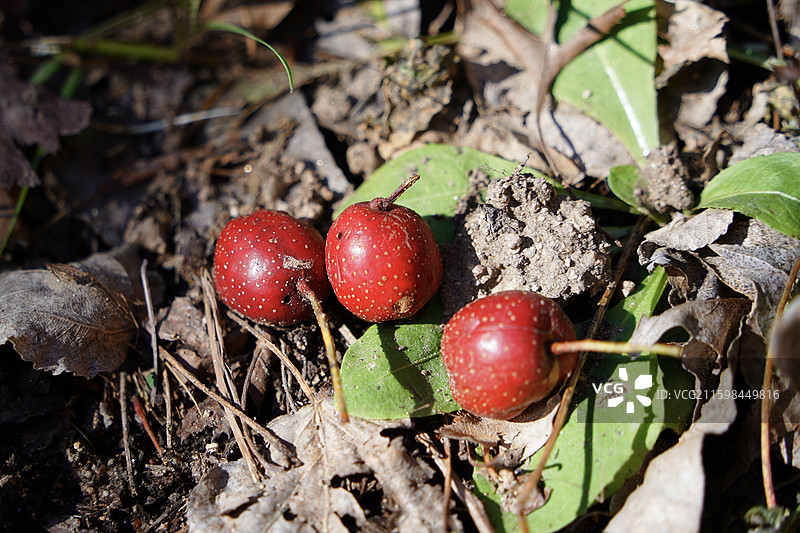 北京市怀柔区喇叭沟门百丈崖景区秋天蓝天悬崖树林黄叶红叶山楂果图片素材