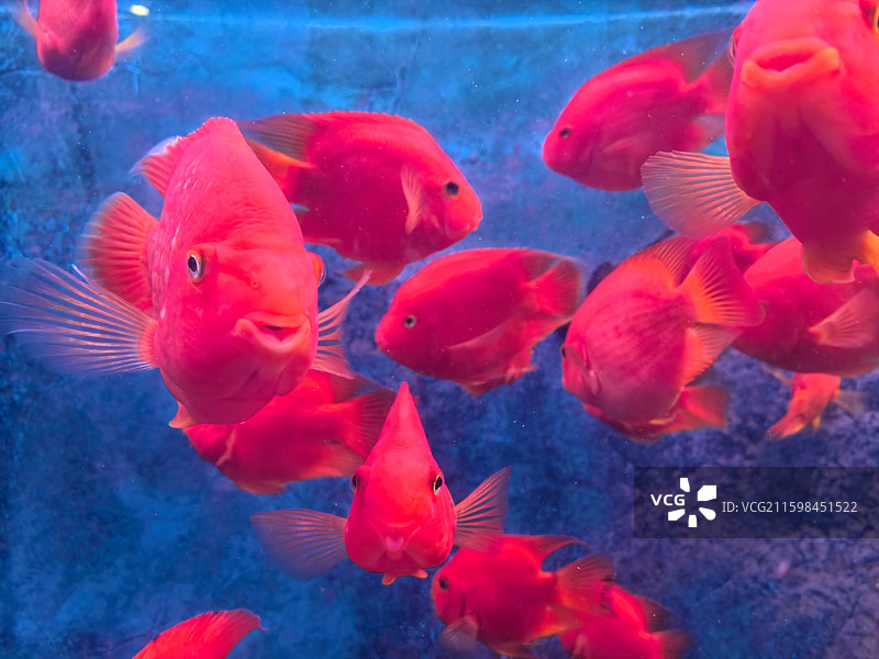 血红鹦鹉图片素材