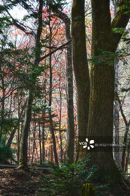 白山仙人谷原始森林秋色图片素材