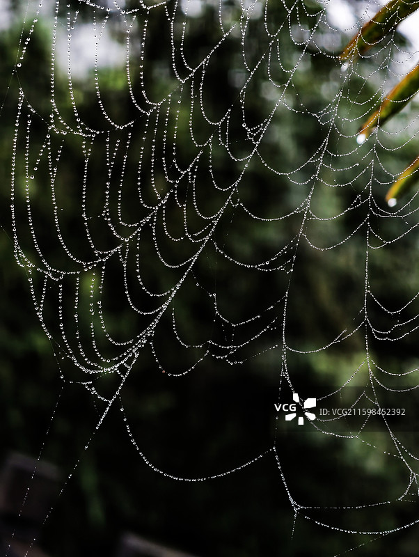 蜘蛛网图片素材