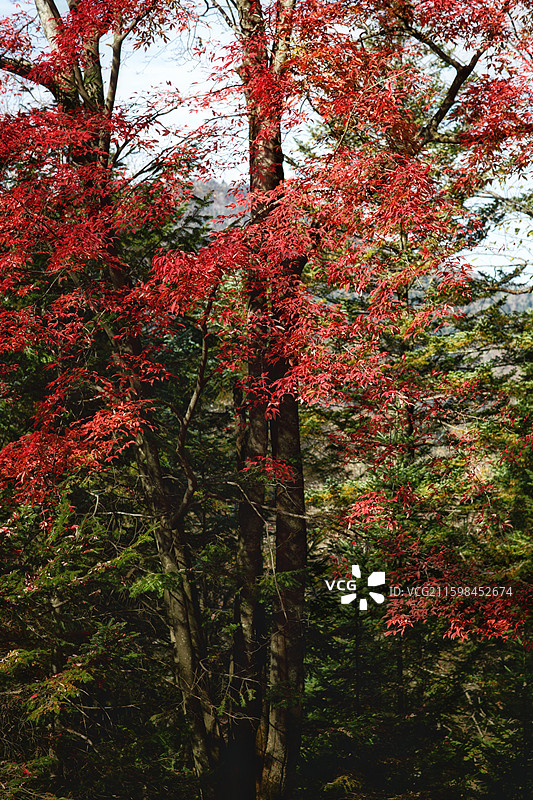 白山仙人谷秋天的红叶图片素材