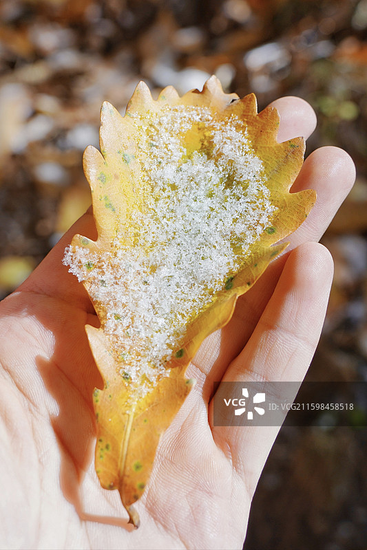 北京市怀柔区喇叭沟门百丈崖景区秋天蓝天悬崖树林黄叶红叶上的薄雪积雪图片素材