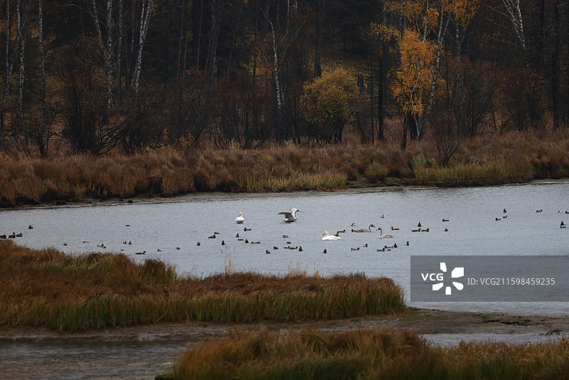 新疆喀纳斯秋天风景图片素材