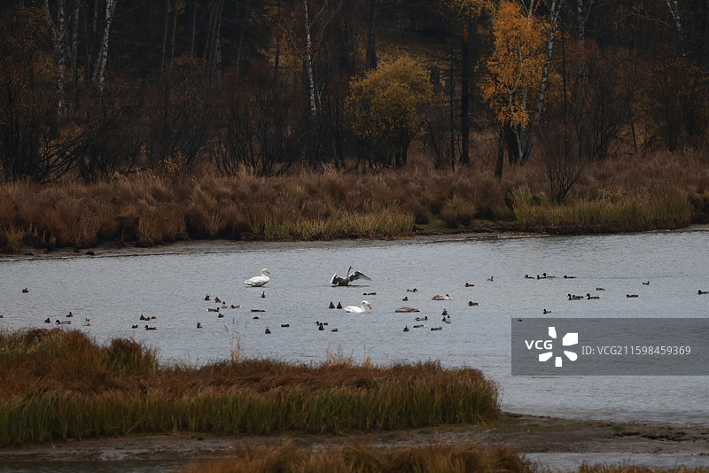 新疆喀纳斯秋天风景图片素材