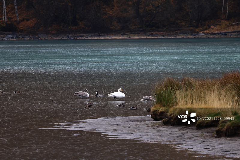 新疆喀纳斯秋天风景图片素材