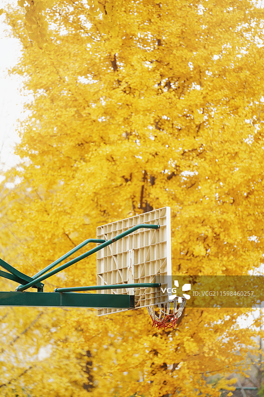 郑州古树苑的银杏图片素材