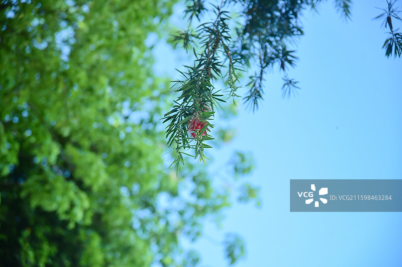 串钱柳树图片素材