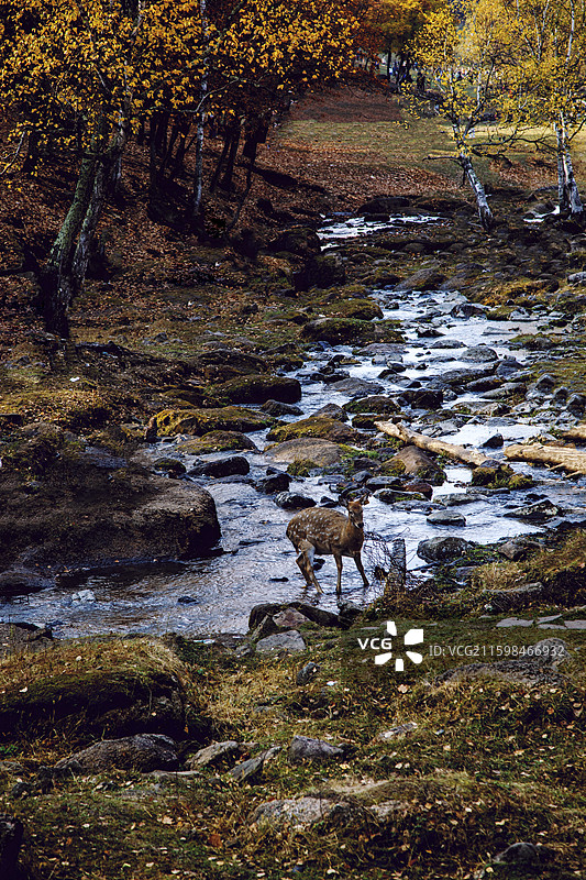 伊春飞泷金山鹿苑图片素材