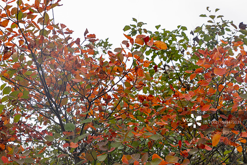 河南省许昌禹州鸠山镇红叶谷，秋天，红叶，阴天图片素材